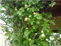 aea1b5f4-Picture 148.jpg